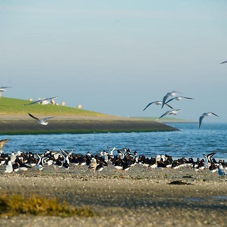 מלון הולום Breeze Ameland מראה חיצוני תמונה