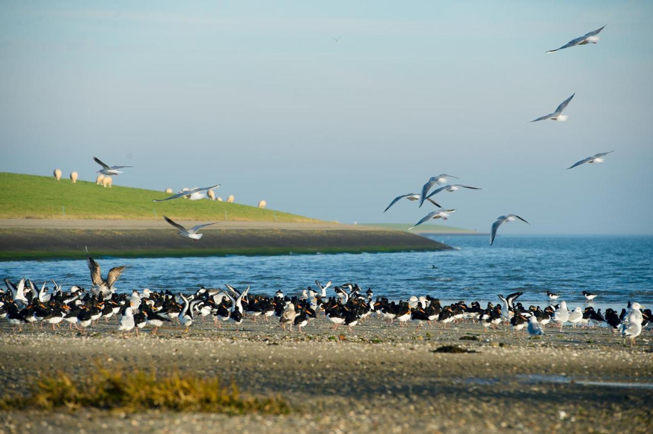 מלון הולום Breeze Ameland מראה חיצוני תמונה